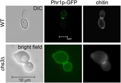 The Glucan-Remodeling Enzyme Phr1p and the Chitin Synthase Chs1p Cooperate to Maintain Proper Nuclear Segregation and Cell Integrity in Candida albicans